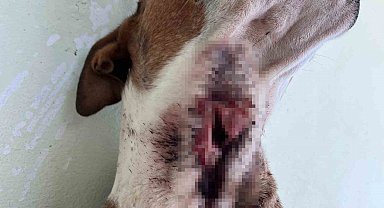 Yaban domuzları köpekleri hedef aldı
