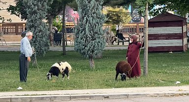 Yaşlı çiftin koyunlarını gezdirmesi renkli görüntüler oluşturdu