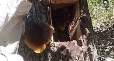 Ağaç kovuğundan kilo kilo bal çıktı