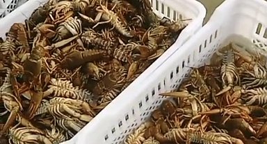 Balıkçıların kerevit kaygısı