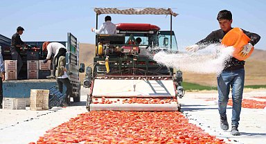 Dünya sofralarını süsleyen domateste 315 ton rekolte bekleniyor