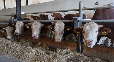 Elazığ Bölge Veterinerler Odası Başkanı Bulut: "Şap hastası olan hayvanın kesilmesinde bir sakınca yoktur"