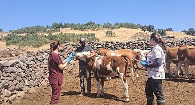 Elazığ büyükbaş hayvanlara yönelik aşılama çalışması