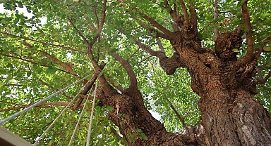 Elazığ'da 500 yıllık dut ağacı, yıllara meydan okuyor