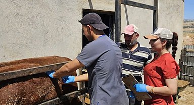 Elazığ'da besilik ithal hayvanlarda numune çalışması yapıldı