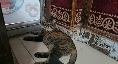 Elazığ'da çay ocağını 4 yıldır mesken tutan 'Bıdık', mahallenin maskotu oldu