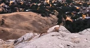 Elazığ'da dağ keçileri görüldü