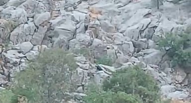 Elazığ'da dağ keçileri sürü halinde görüldü