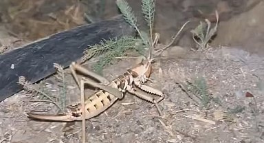 Elazığ'da dev etçil çekirge görüldü