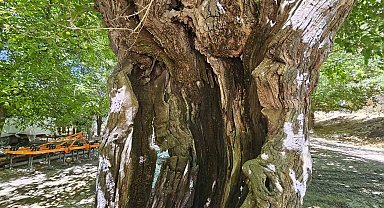 Elazığ'da dut ağaçları zamana direniyor