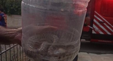 Elazığ'da engerek yılanı paniği