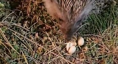 Elazığ'da kirpiyi fıstıkla beslediler