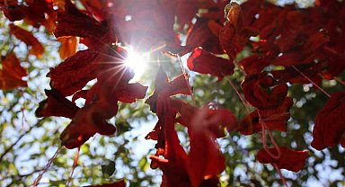 Elazığ'da kış hazırlıkları başladı: Kofik biberler asılmaya başladı