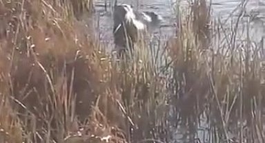 Elazığ'da koruma altındaki su samuru görüntülendi