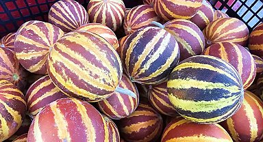 Elazığ'da şamama kavunu tezgahlarda