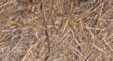 Elazığ'da sarıkız örümceği ile kedinin mücadelesi kamerada