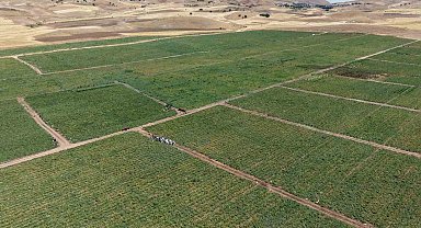 İki bin dönüme domates eken üretici: "Dışarıda 25 liraya alacağınıza tarladan 8 liraya alın"