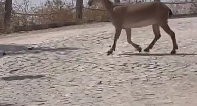 Tarihi Harput Mahallesi'nde dağ keçileri görüldü