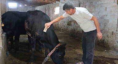 ' Kırsalda Bereket Hayvancılığa Destek' projesi ilk meyvesini verdi