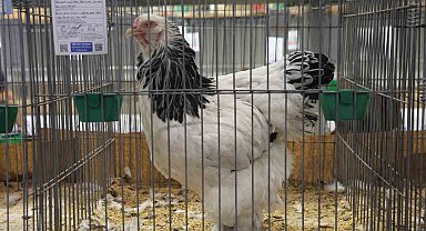 Doğu ve Güneydoğu'nun en güzel horoz ve tavukları belli oldu