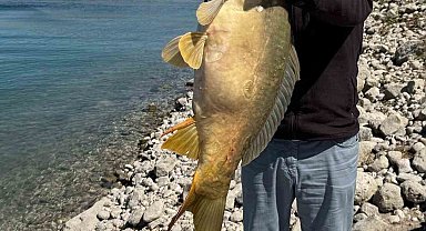 Elazığ'da 21 kiloluk dev sazan avlandı