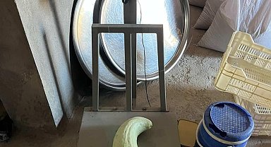 Elazığ'da 4,5 kiloluk dev acur hayrete düşürdü