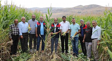 Elazığ'da 98 bin ton silajlık mısır üretimi bekleniyor