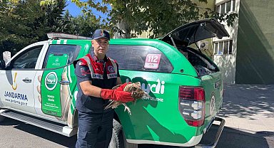 Elazığ'da akbaba yavrusu koruma altına alındı