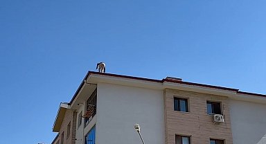 Elazığ'da çatıda tehlikeli çalışma