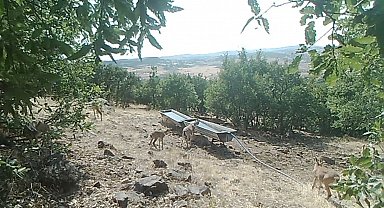 Elazığ'da dağ keçilerinin sıvatlardan su içmesi fotokapanlara yansıdı