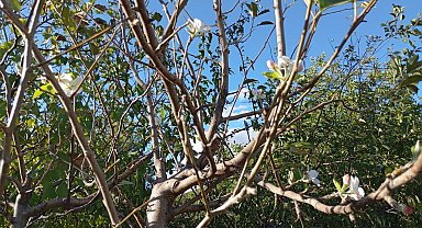 Elazığ'da elma ağacı çiçek açtı