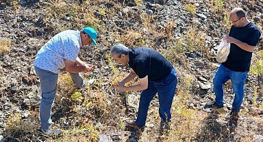 Elazığ'da maden çayı tohumu toplama çalışması