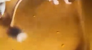 Elazığ'da nesli tükenmekte olan Arap tavşanı görüldü