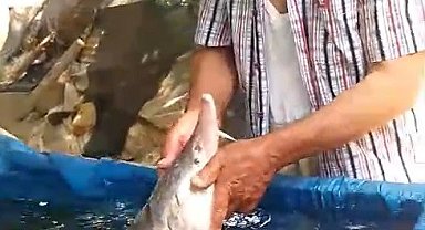 Elazığ'da oltaya takıldı, havyarı 2 milyon lira