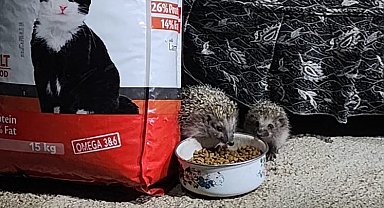 Kirpi ailesi kedilere bırakılan mamaya ortak oldu