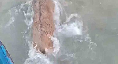 Kurtlardan kaçarken göle düşen dağ keçisini balıkçılar kurtardı