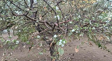 Sonbaharda ağaç çiçek açtı, görenler hayrete düştü