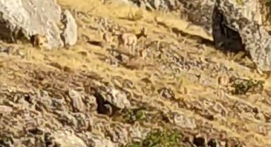 Tarihi Harput Mahallesi'nde dağ keçileri görüldü