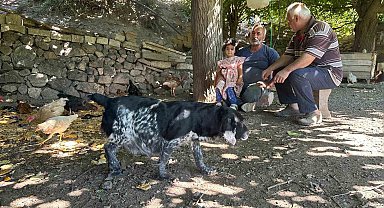 Tilkiler kümeslere dadandı, aileler gündüz nöbette