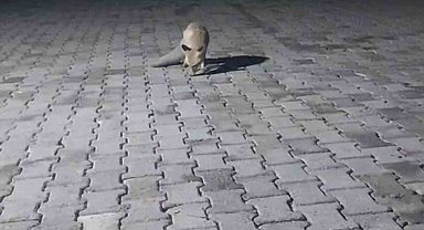 Aç tilki korucu kulübesine geldi, karnını doyurup gitti