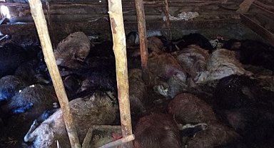 Ağıla yıldırım düştü: 45 küçükbaş hayvan telef oldu