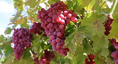 Bağ bozumunda rekor: 4 kilo üzüm salkımı