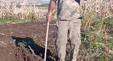 Çiftçiden bahçesini talan eden domuza tebessüm ettiren tepki: "Benden uzak durmadığın müddetçe kalemini kıracağım"