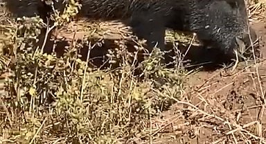 Dağ bayır gezip göremediği domuzu köyde görünce cep telefonu ile görüntüledi