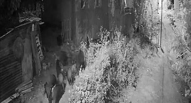 Elazığ'da aç kalan domuz sürüsü bahçeye dadandı