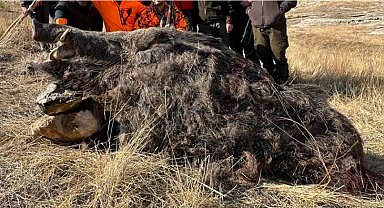 Elazığ'da avcılar 250 kiloluk domuz avladı
