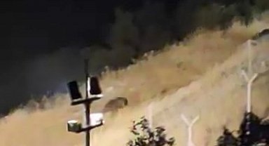 Elazığ'da ayılar kış uykusu öncesi yiyecek ararken görüntülendi