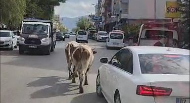 Elazığ'da caddeye çıkan inekler sürücülere zor anlar yaşattı