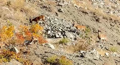 Elazığ'da dağ keçileri sürü halinde görüntülendi