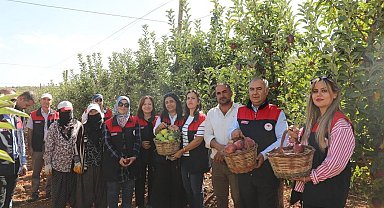 Elazığ'da elma hasadı